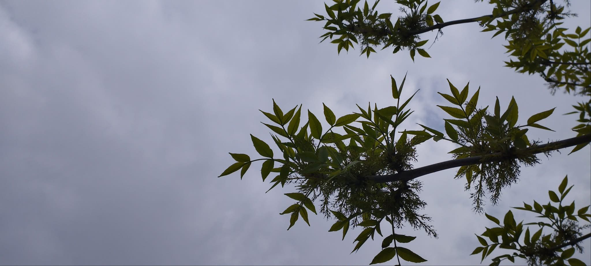 пасмурное небо и ветка дерева