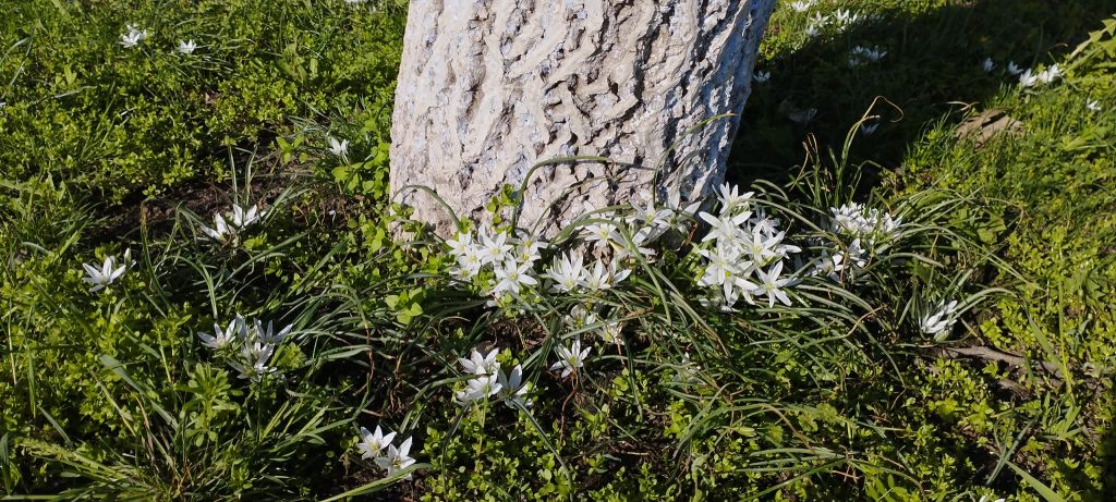 весенние цветы