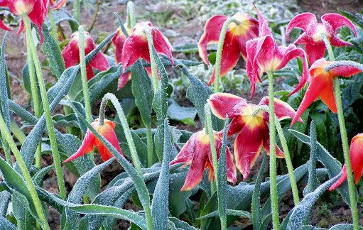 заморозки - тюльпаны