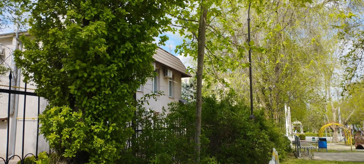 зеленые насаждения