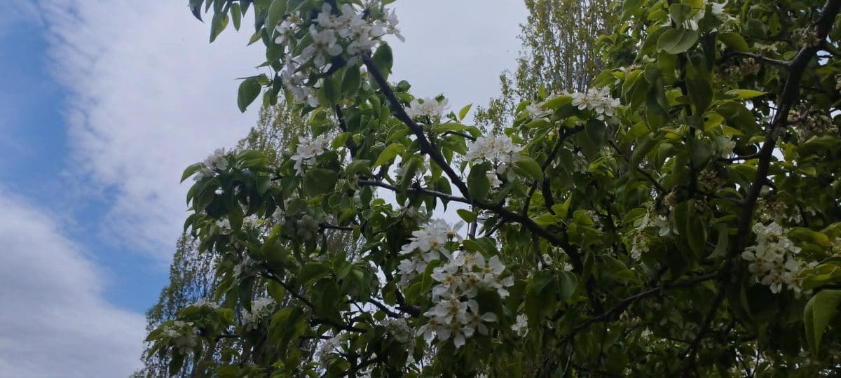 цветущая яблоня
