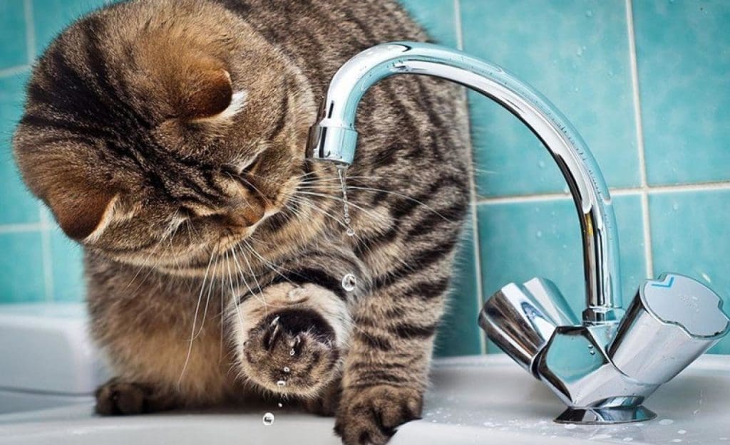 кот и водопроводный кран