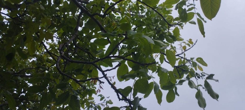 ореховое дерево