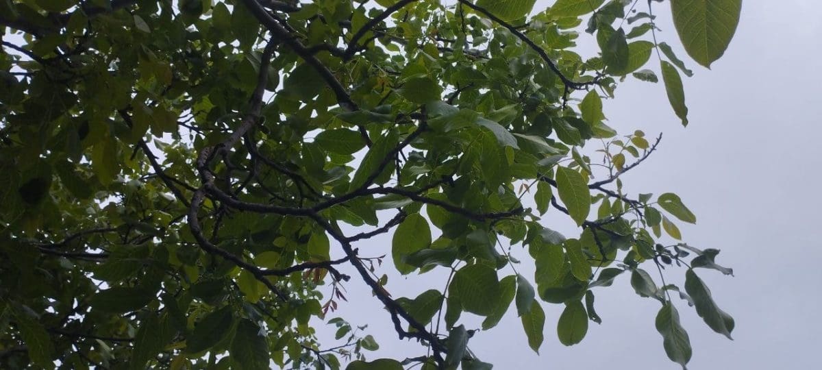 ореховое дерево