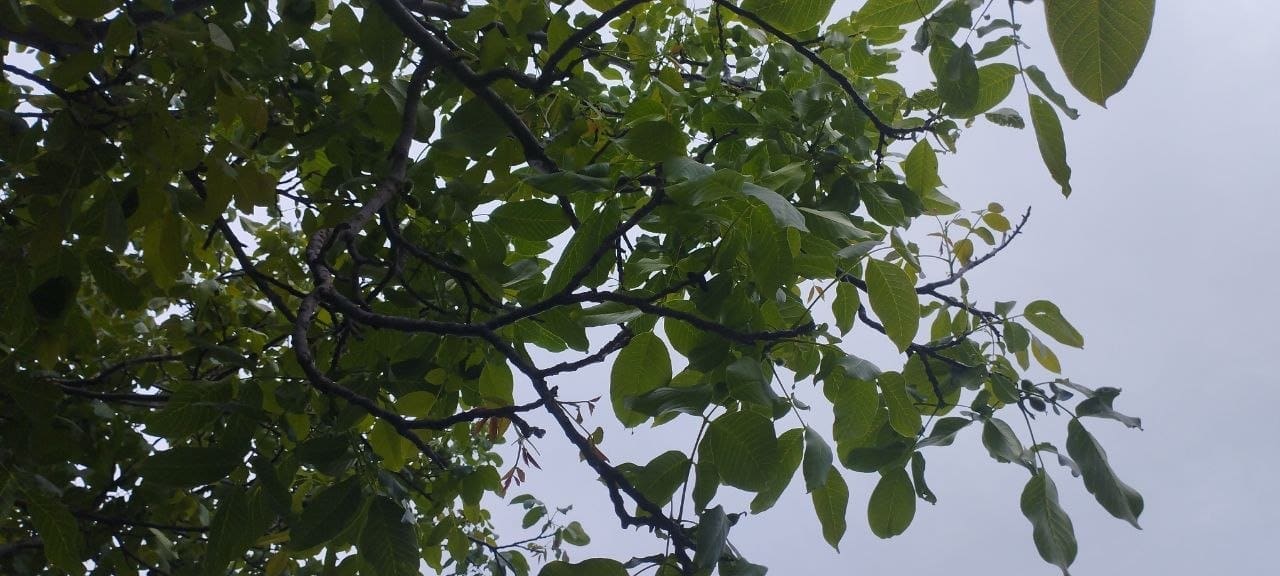 ореховое дерево