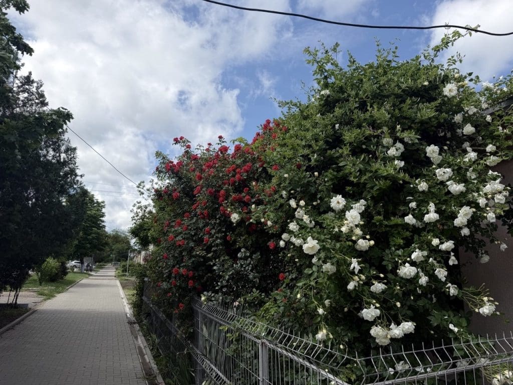 улица