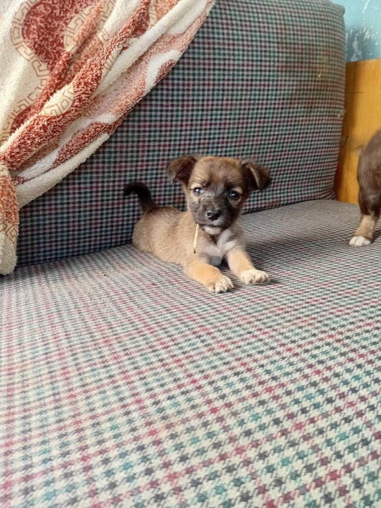 щенки и котята