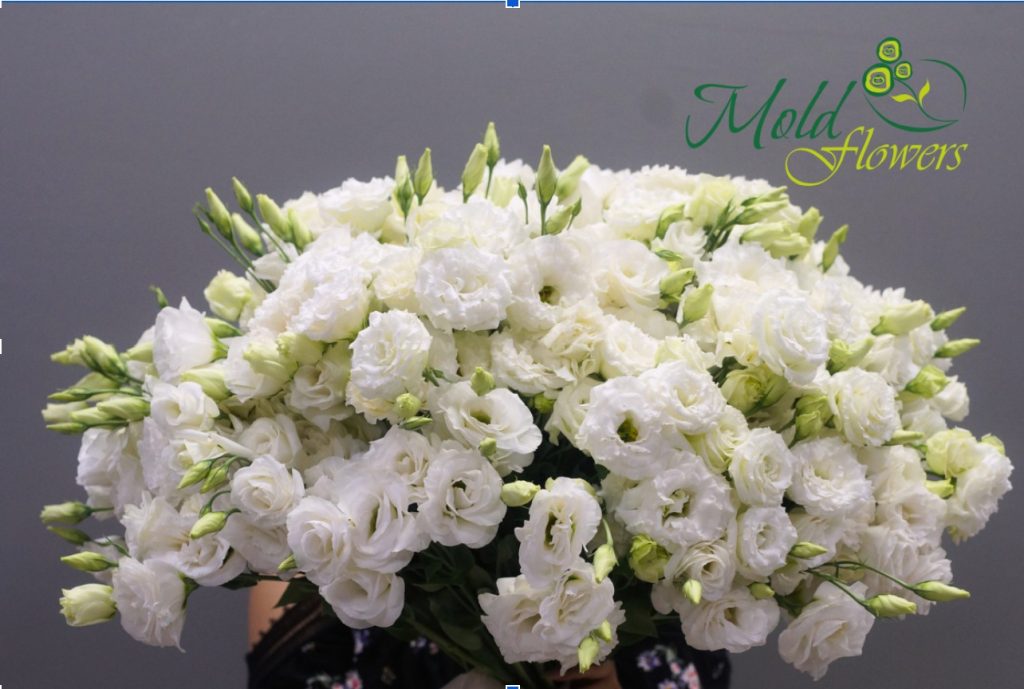 eustoma