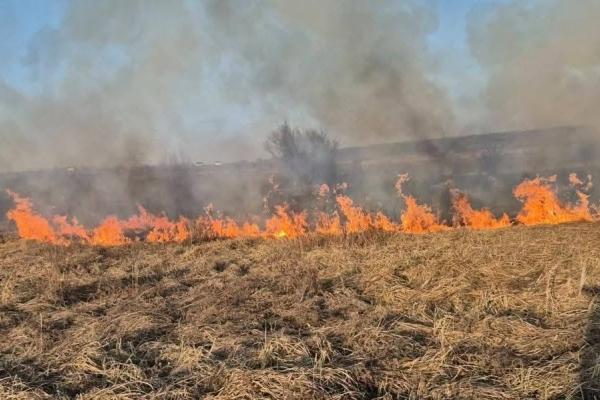 incendii de vegetație