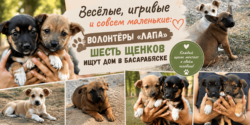щенки