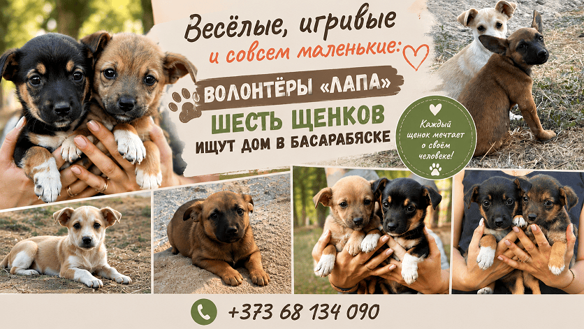 щенки