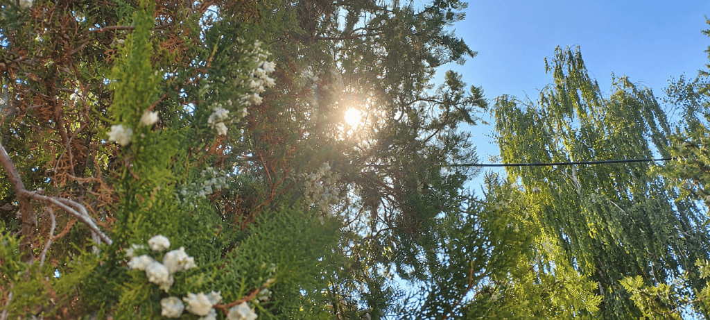солнце через хвойное дерево