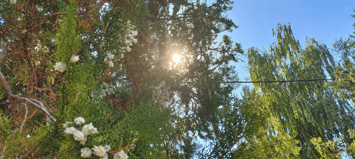 солнце через хвойное дерево