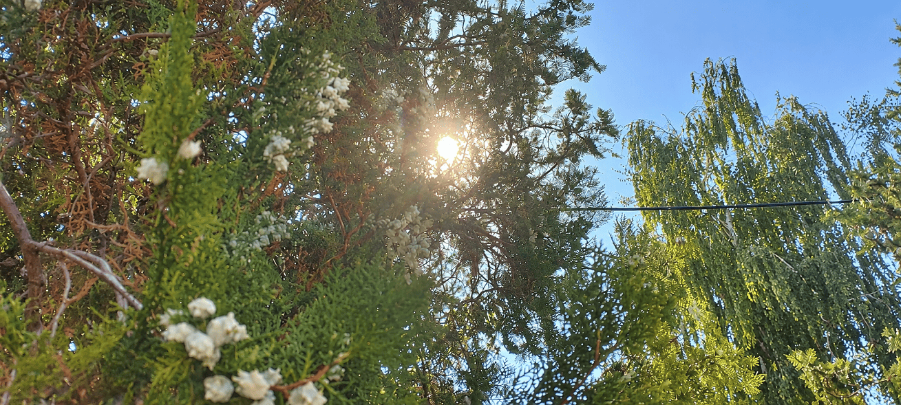 солнце через хвойное дерево