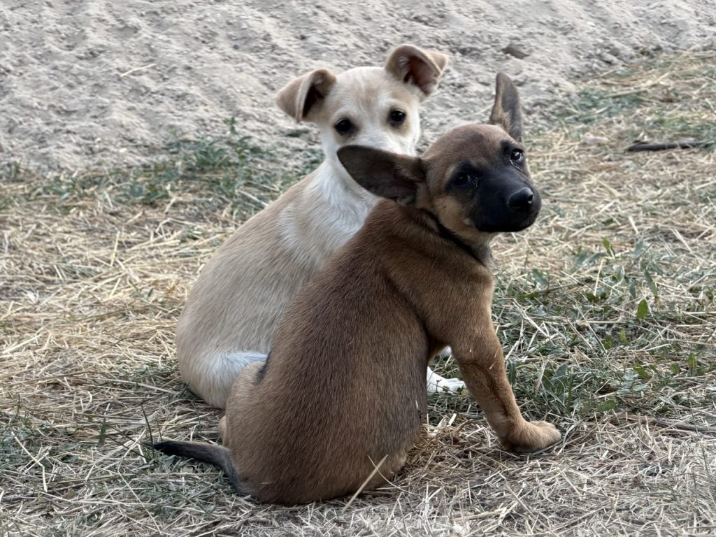 щенок