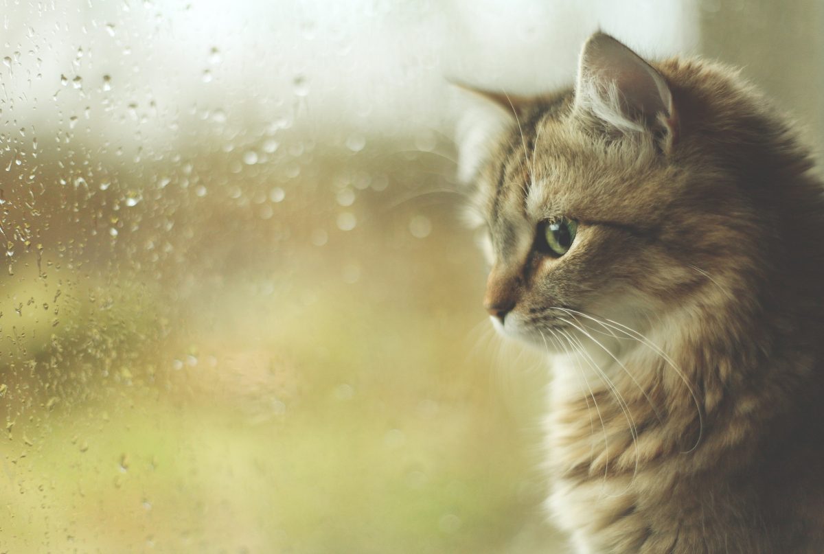 кот и дождь за окном