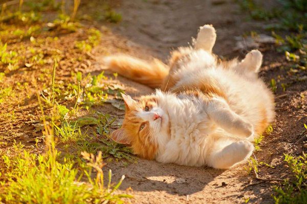 кот на солнышке