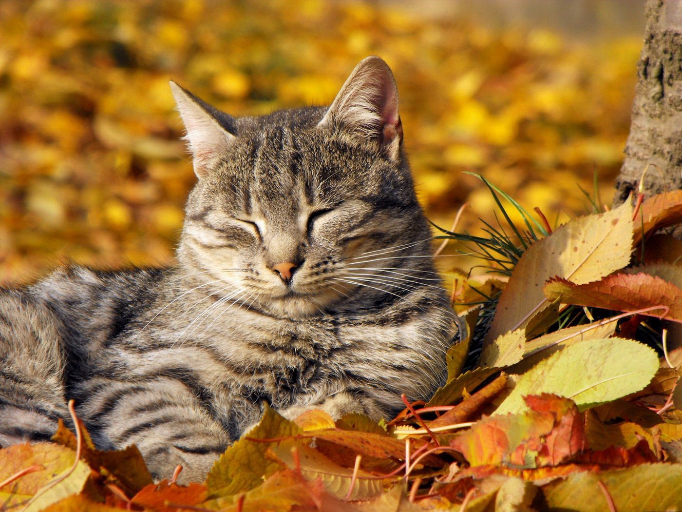кот в листьях
